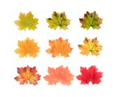 Элементы декоративные "Листья клена" 8x7 см, 25 шт, Blumentag ALT-01 | OfficeDom.kz